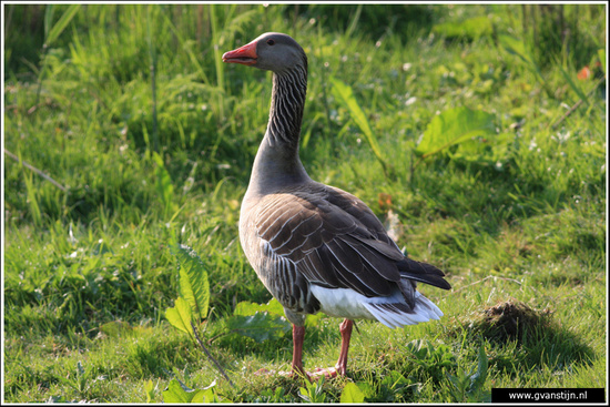 Vogels03 Grauwe gans<br><br>Schellinkhout IMG_5141.jpg