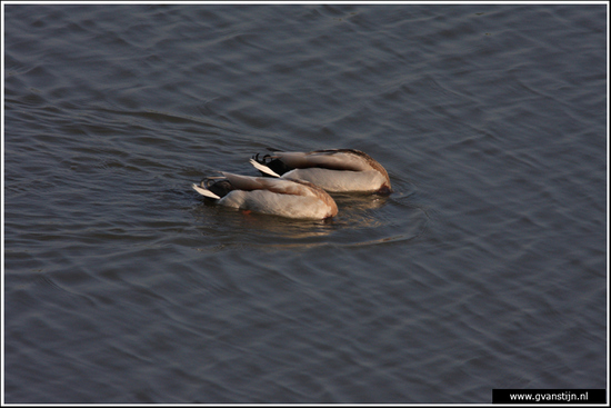 Vogels03 Synchroon zwemmende wilde eenden<br><br>Schellinkhout IMG_5204.jpg
