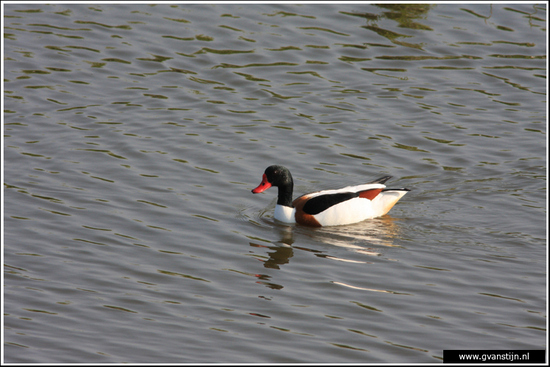 Vogels03 Bergeend<br><br>Schellinkhout IMG_5219.jpg