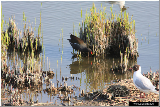 Vogels03 Vogelbroedplaats<br><br>Schellinkhout IMG_5228.jpg