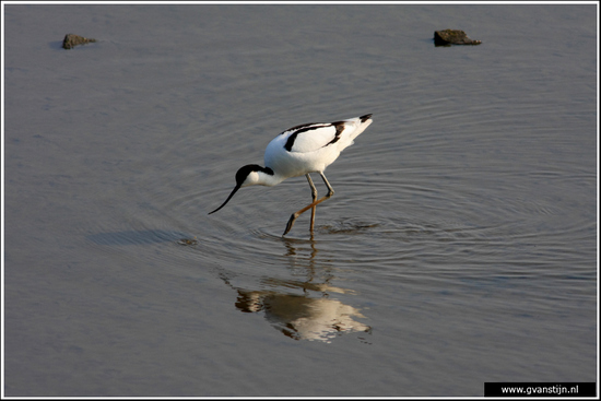 Vogels03 Kluut<br><br>Schellinkhout IMG_5241.jpg