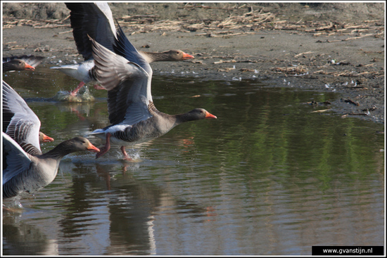 Vogels03 Vliegende start<br><br>Schellinkhout IMG_5244.jpg