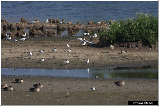 Vogels03 Vogelbroedplaats<br><br>Schellinkhout IMG_5283.jpg