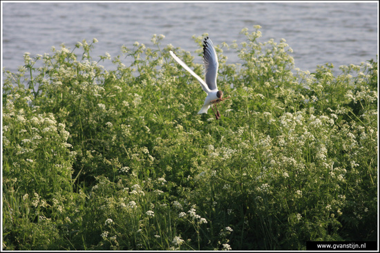 Vogels03 Meeuw met nestmateriaal<br><br>Schellinkhout IMG_5290.jpg