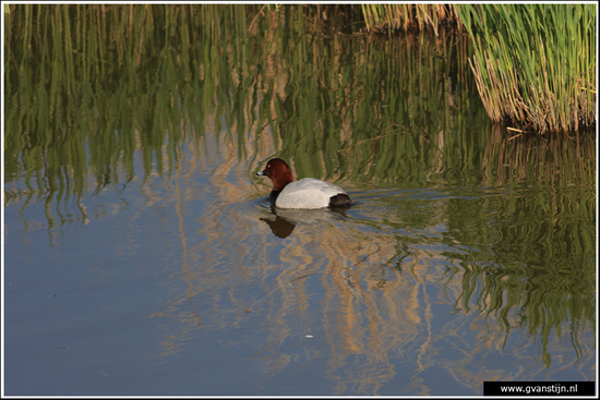 Vogels03 Kuifeend<br><br>Schellinkhout IMG_5297.jpg