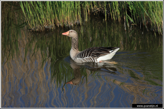 Vogels03 Grauwe gans<br><br>Schellinkhout IMG_5298.jpg