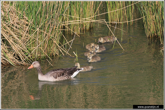 Vogels03 Grauwe gans met jongen<br><br>Schellinkhout IMG_5308.jpg