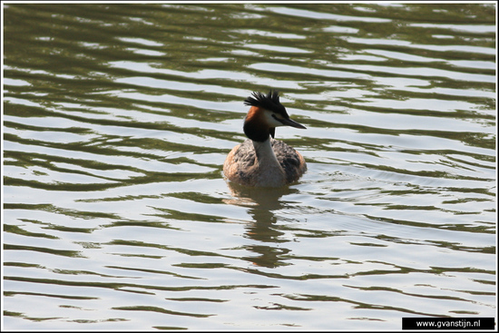 Vogels03 Fuut<br><br>Schellinkhout IMG_5320.jpg