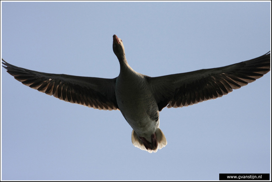 Vogels03 Gans<br><br>Schellinkhout IMG_5355.jpg