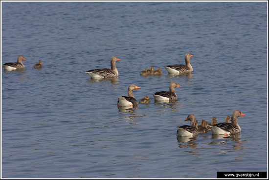 Vogels04 Grauwe ganzen<br><br>Onderdijk IMG_5426.jpg