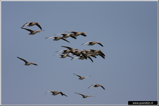 Vogels04 Grauwe ganzen<br><br>Onderdijk IMG_5451.jpg