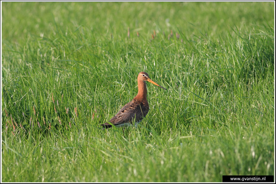 Vogels04 Grutto<br><br>Bobeldijk IMG_5502.jpg