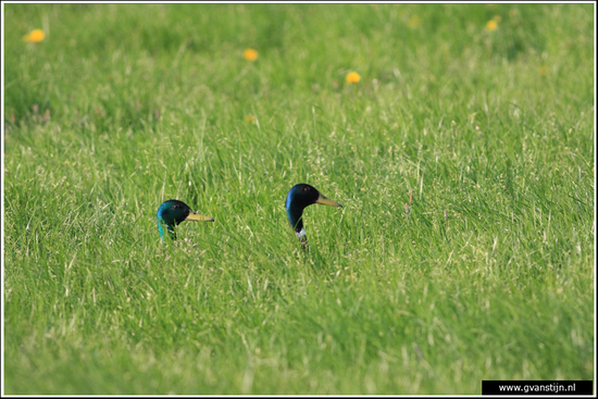 Vogels04 Wilde eenden<br><br>Bobeldijk IMG_5517.jpg