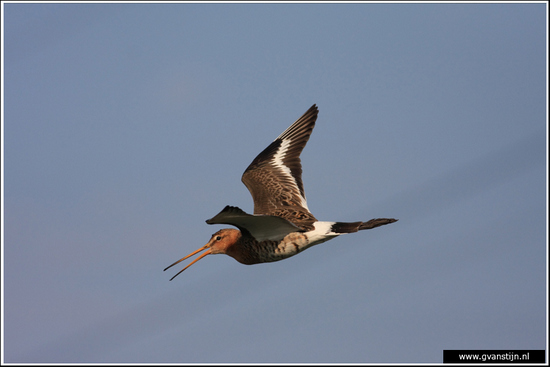 Vogels04 Grutto<br><br>Bobeldijk IMG_5546.jpg