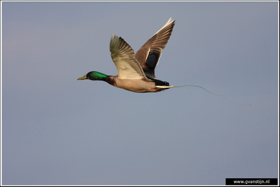 Vogels04 Wilde eend<br><br>Bobeldijk IMG_5560.jpg