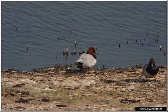 Vogels04 Kuifeend<br><br>Schellinkhout IMG_5625.jpg