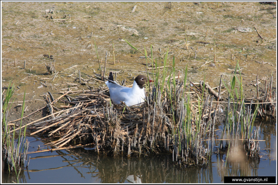 Vogels04 Meeuw<br><br>Schellinkhout IMG_5636.jpg