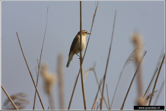 Vogels04 Onderdijk IMG_5666.jpg