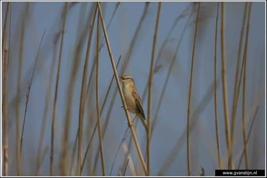 Vogels04 Onderdijk IMG_5701.jpg