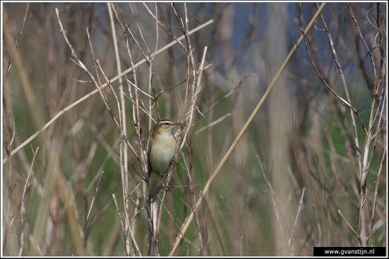 Vogels04 Onderdijk IMG_5704.jpg