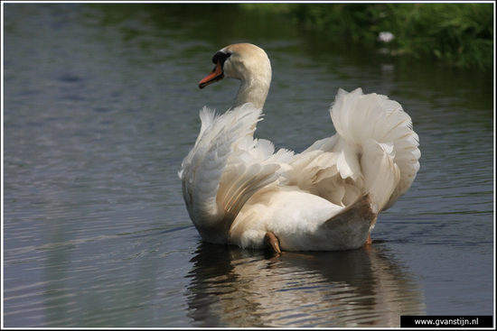 Vogels04 Wilde zwaan<br><br>Amsterdamse Bos IMG_5824.jpg