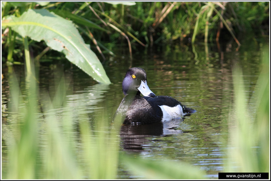 Vogels04 Kuifeend<br><br>Oeverlanden Amstelveense Poel IMG_5852.jpg