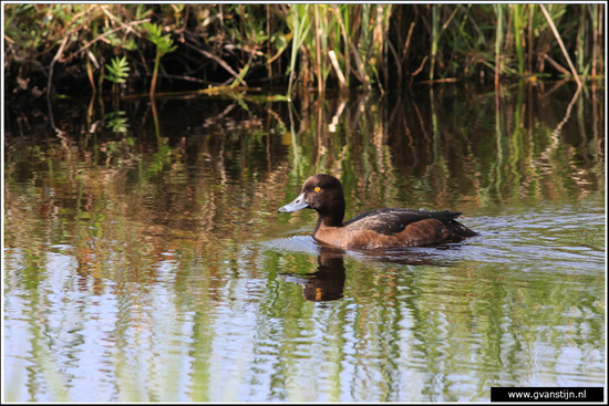 Vogels04 Kuifeend<br><br>Oeverlanden Amstelveense Poel IMG_5860.jpg