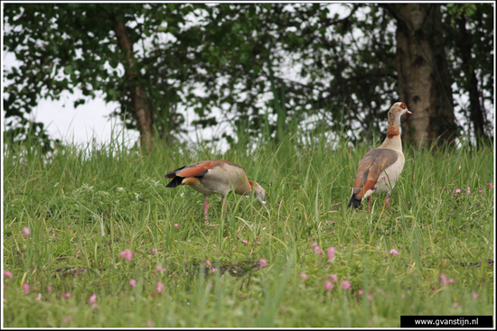 Vogels04 Nijlganzen<br><br>Oeverlanden Amstelveense Poel IMG_5910.jpg