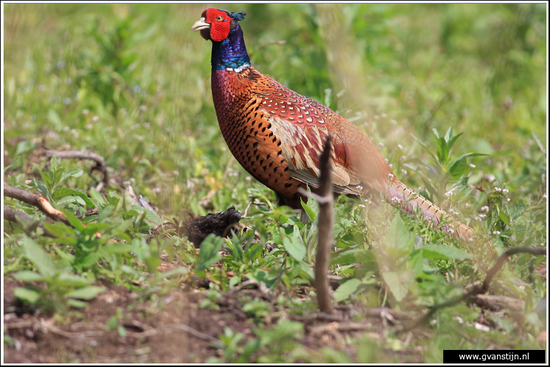 Vogels04 Fazant<br><br>Amsterdamse Bos IMG_6105.jpg