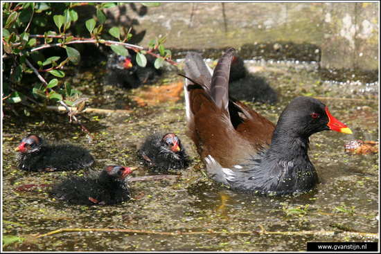 Vogels04 Waterhoen met jongen<br><br>Bobeldijk IMG_6773.jpg