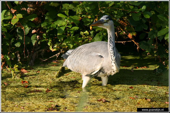 Vogels04 Blauwe Reiger<br><br>Amsterdamse Bos IMG_8208.jpg