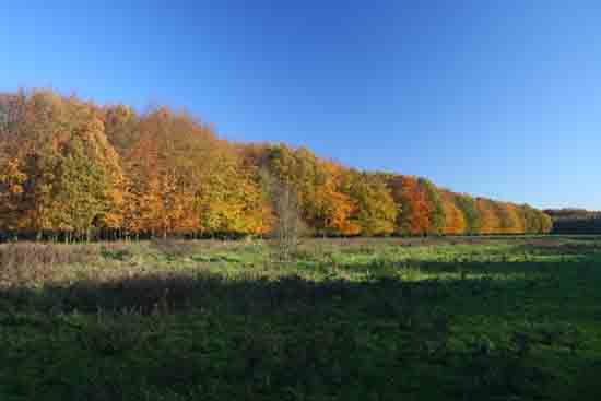 Herfsttinten-Bos Avondzon op de bomen<br><br> 2110_Herfst_Amsterdamse_Bos_Bovenkerk_2983.jpg