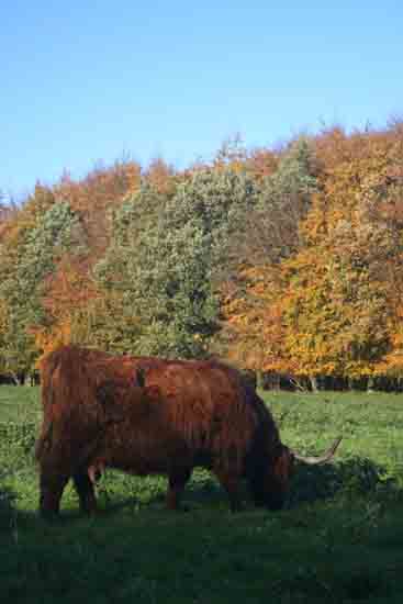 Herfsttinten-Bos Schotse Hooglanders in het Amsterdamse Bos<br><br> 2120_Herfst_Amsterdamse_Bos_Bovenkerk_2987.jpg