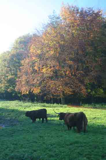 Herfsttinten-Bos Schotse Hooglanders in het Amsterdamse Bos<br><br> 2130_Herfst_Amsterdamse_Bos_Bovenkerk_2988.jpg