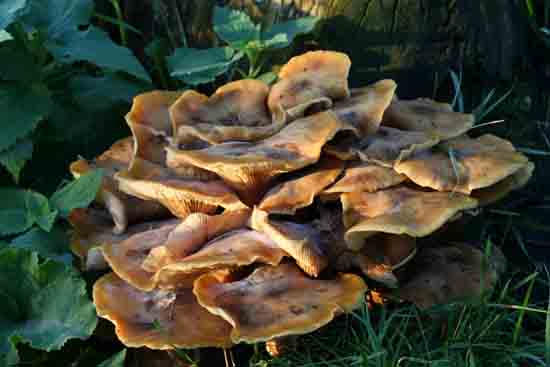 Herfsttinten-Bos Zwammen op boomstronk<br><br> 2190_Herfst_Amsterdamse_Bos_Bovenkerk_3025.jpg