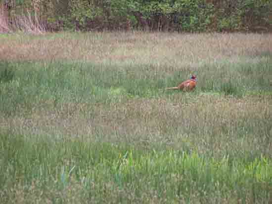 Kleine-Noord Fazant<br><br> 2380_Kleine_Noord_0781.jpg