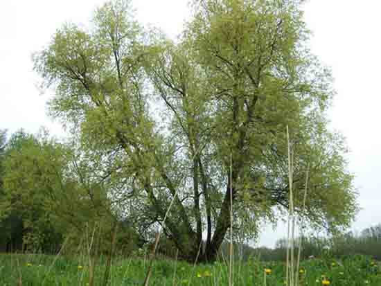 Kleine-Noord Imposante klimboom voor de jeugd blakbij ingang Amsterdamse Bos<br><br> 2420_Kleine_Noord_0789.jpg