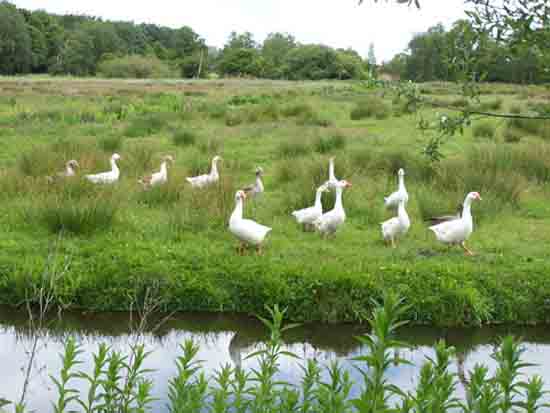 Kleine-Noord Natuurgebied, dus ook hier heel veel ganzen<br><br> 2480_Kleine_Noord_1325.jpg