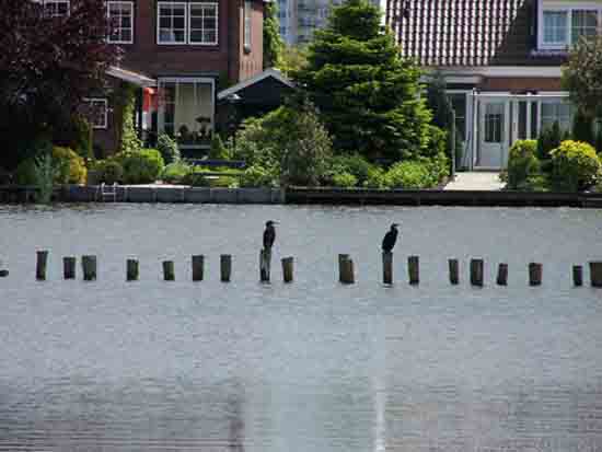 Kleine-Noord Aalscholvers op de Kleine Poel<br><br> 2530_Kleine_Noord_1337.jpg