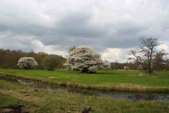 Kleine-Noord Bloeiende krentenbomen bij het Zwarte pad<br><br> 2560_Kleine_Noord_0898.jpg