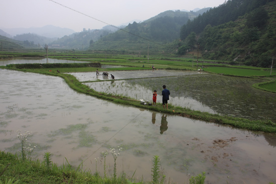 Shiqiao Rijstvelden bij Shiqiao Miao village<br><br> 0150_1308.jpg