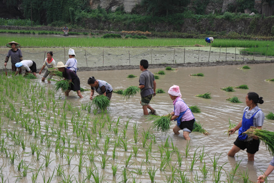 Shiqiao Het planten van de jonge rijstplantjes: zwaar werk<br><br> 0240_1348.jpg