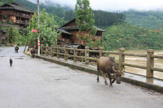 Rongjiang De rit van Rongjiang naar Zhaoxing ging door agrarisch gebied<br><br> 0940_1788.jpg