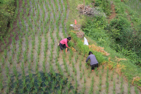 Tang_An Rijstterrassen boven aan de berg bij Tang An Dong village<br><br> 1070_1872.jpg