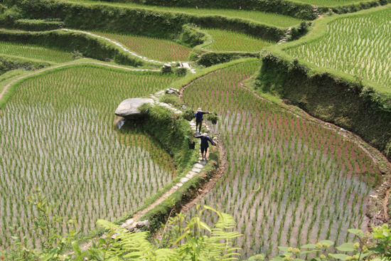 Tang_An Schitterende rijstterrassen tussen Tang An en Zhaoxing<br><br> 1210_1931.jpg