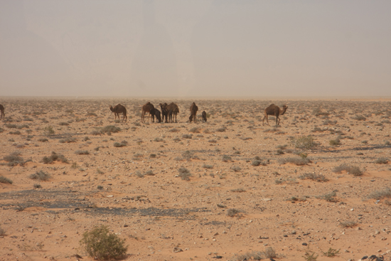 Siwa De eerste en ook enige kamelen in het wild die we in de Sahara hebben gezien 0490-Sahara-on-the-way-to-Siwa-2081.jpg