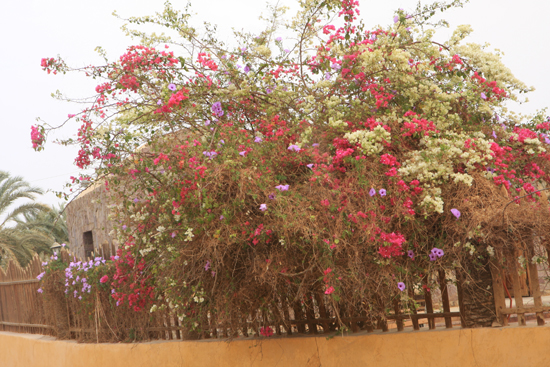 White-Desert Kleurige Bougainville in Baharia 0670-From-Siwa-to-Farafra-2393.jpg