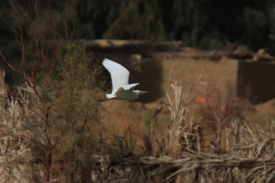 Farafra Witte reiger 0880-Farafra-Sahara-2770.jpg