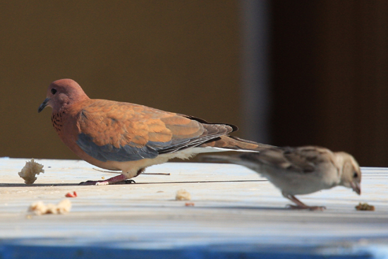 Aswan Rode duif 1330-Aswan-centrum-3267.jpg