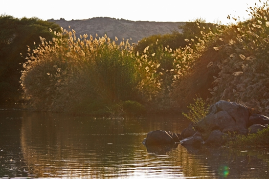 Elephantine1 Vogelspotten rondom Elephantine Island  1630-Elephantine-Island-vogelspotten-3595.jpg